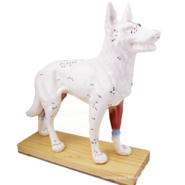 Buy one 12005 Animal Dog, Half Acupuncture and Half Muscle Dog Anatomical Model